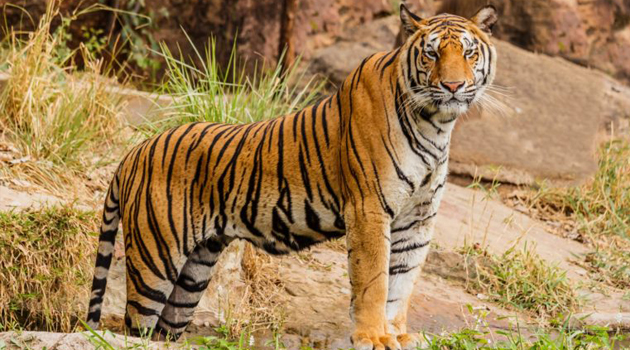 Nepal's tiger population almost double in a decade